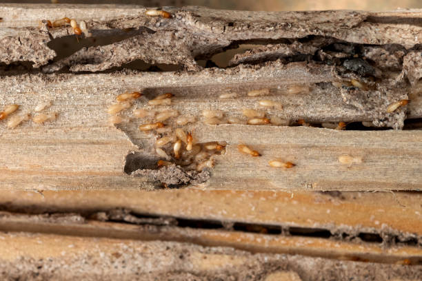 Best Mosquito Control Services  in Mayfield, OH